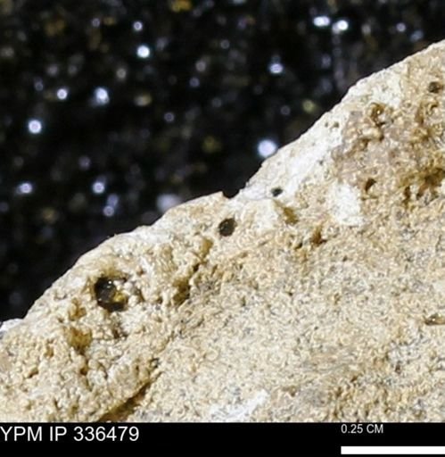 undet. Mollusca