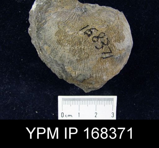 Strophonella headleyana
