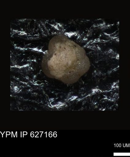 undet. Foraminiferida