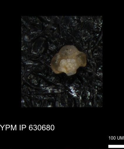 undet. Foraminiferida