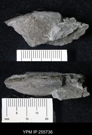 Goniatitina