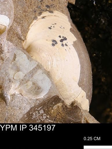 Limopsis striatopunctatus