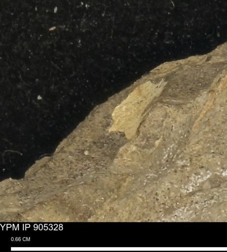 undet. Mollusca