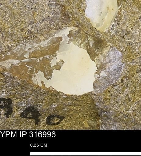 Phelopteria sp.
