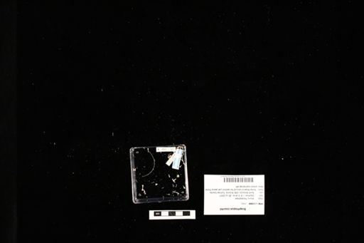 Scaphiopus couchii