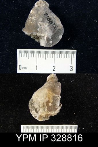 Athyris sp.
