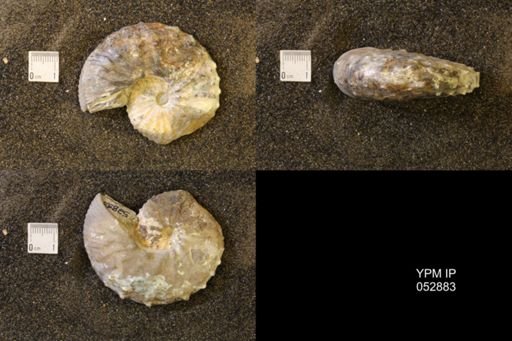 Discoscaphites gulosus