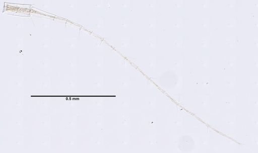 Batea cf. carinata