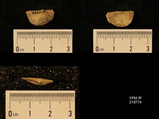 Chonetes granulifer