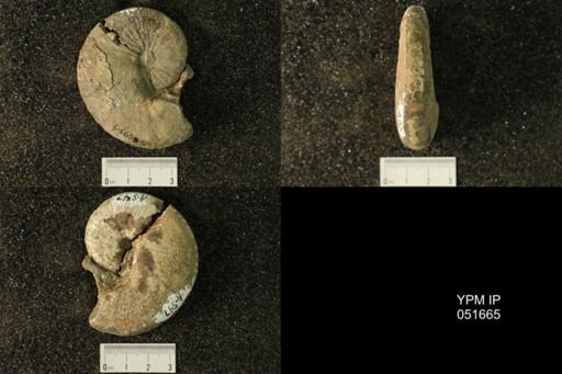 Hoploscaphites nicolletii