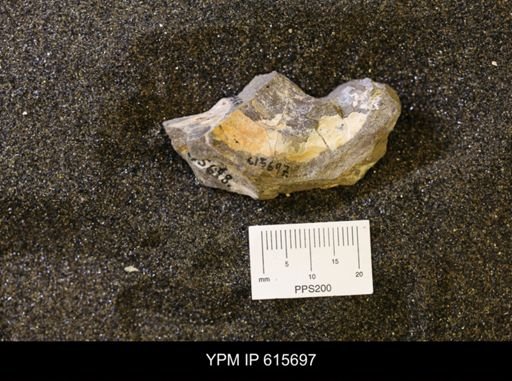 undet. Bivalvia