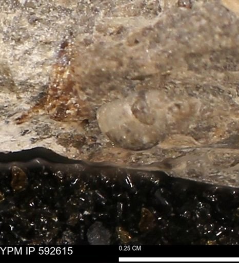 undet. Gastropoda