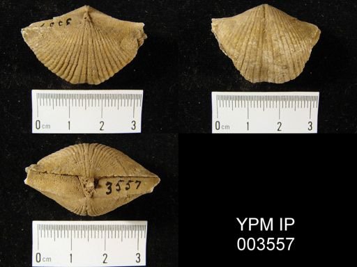 Spirifer ventricosus