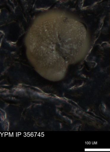 undet. Foraminiferida