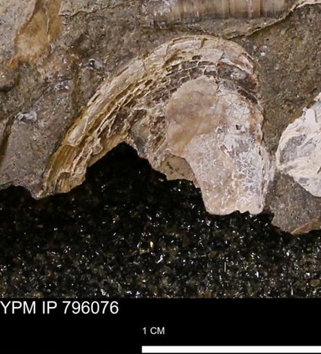 Spisula elliptica