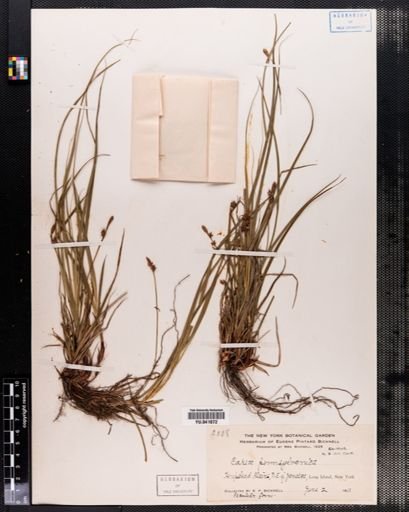Carex pensylvanica