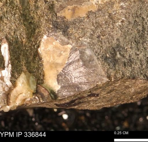 undet. Ammonoidea