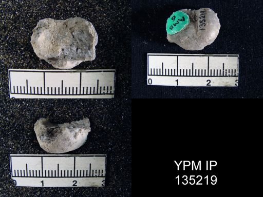 Marginifera typica