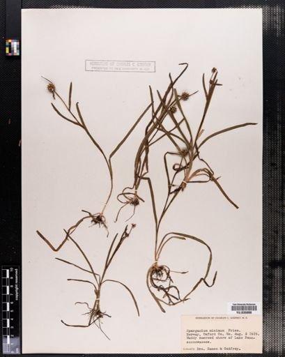 Sparganium minimum