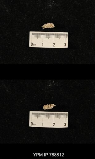 taxon undetermined