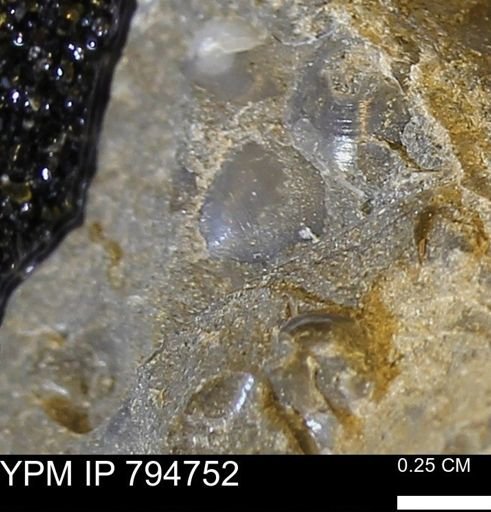 undet. Bivalvia