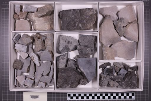 mixed taxa, stratigraphic collection
