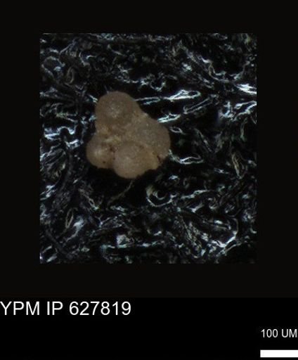 undet. Foraminiferida