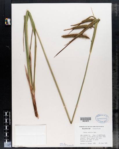 Carex crinita