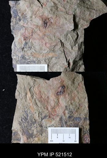 undet. Arthropoda