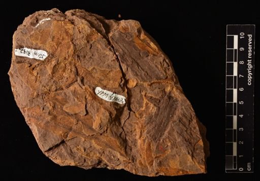 Allantodiopsis sp.