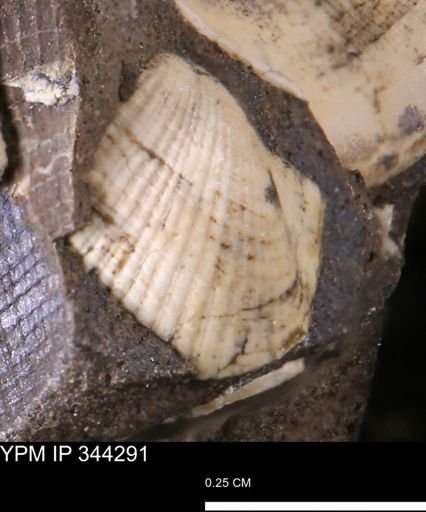 Parallelodon sp.