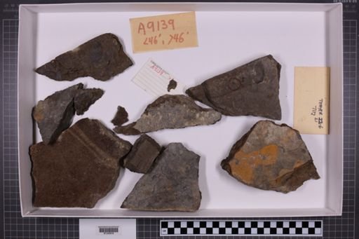 mixed taxa, stratigraphic collection