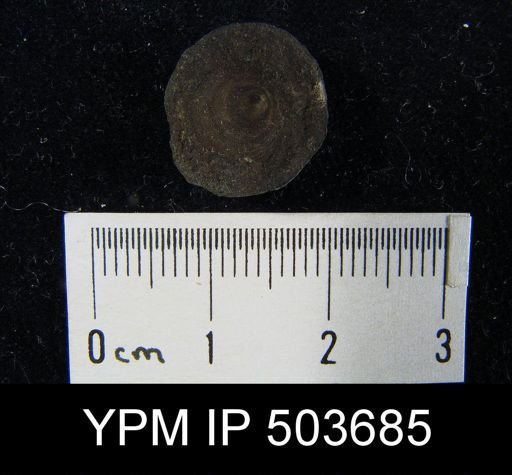 Orbiculoidea missouriensis