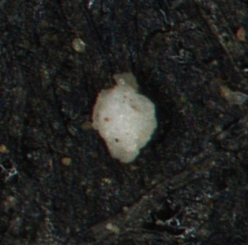 Foraminiferida