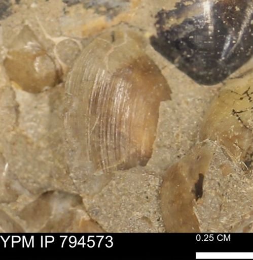 Protocardia subquadrata