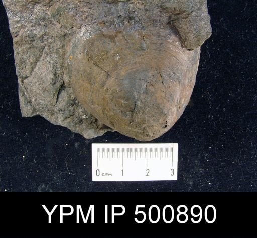 Lindstroemella aspidium