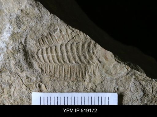 Daguinaspis sp.
