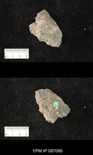 undet. Nautiloidea