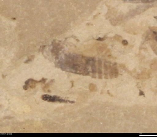 undet. Insecta