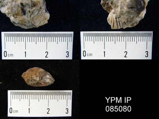 Uncinulus hebe