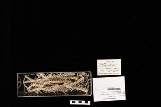 Pantherophis spiloides