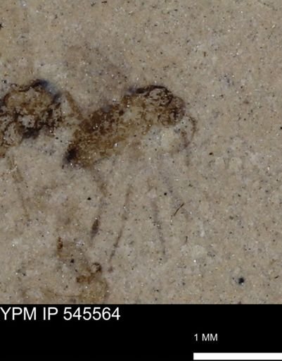 undet. Diptera
