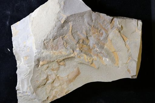 Bryozoa
