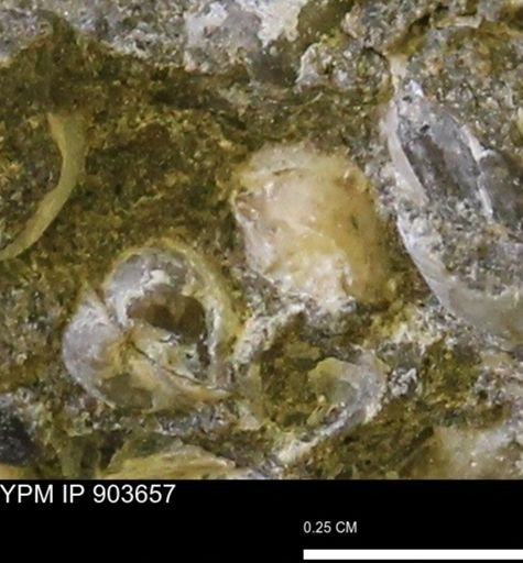 Corbulamella?