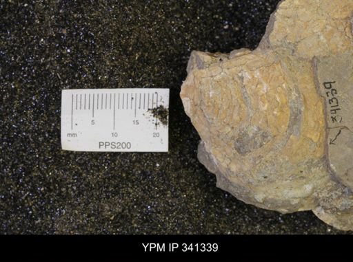 Inoceramus sp.