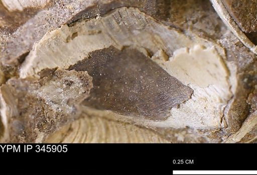 undet. Bivalvia