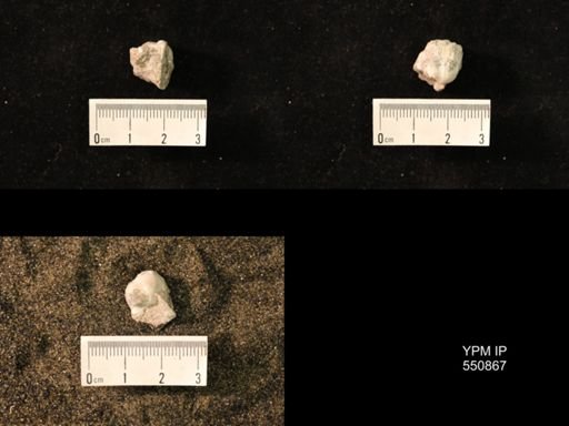 Marginifera wabashensis