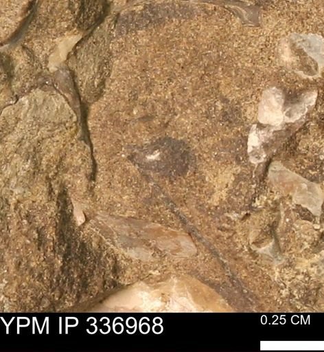 undet. Mollusca