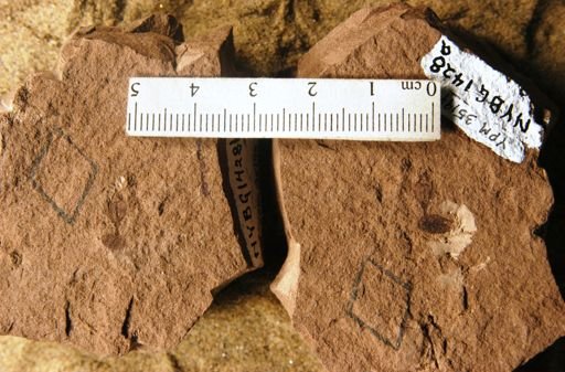 Carpites sp.