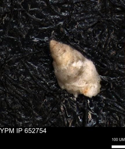 undet. Foraminiferida